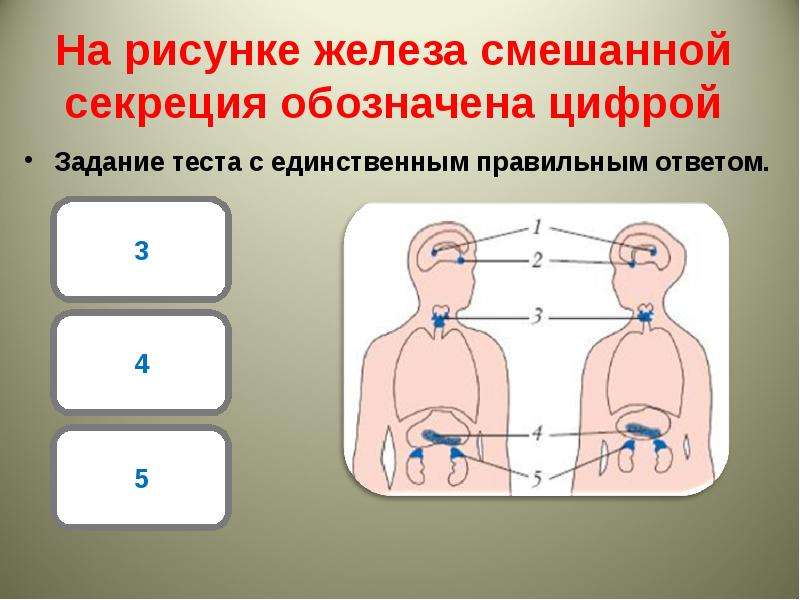 Тест железа. Железа смешанной секреции обозначена цифрой. На рисунке гипофиз обозначен цифрой. На рисунке железа смешанной секреции обозначена цифрой. Железы внутренней секреции задания.