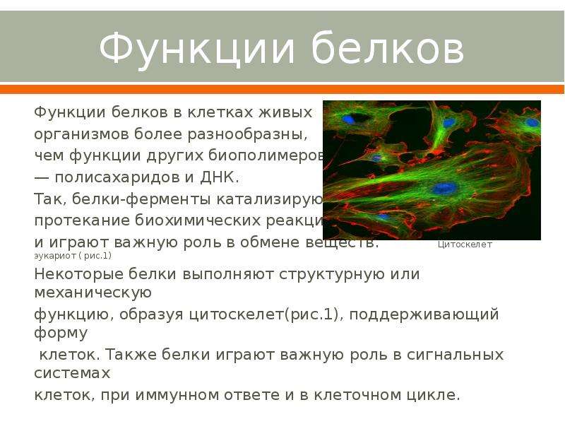 4 функции белка. Функции белков в клетках живых организмов. Функция белка в клетке живых организмов. Функции белков в живом организме. Презентация на тему функции белков.