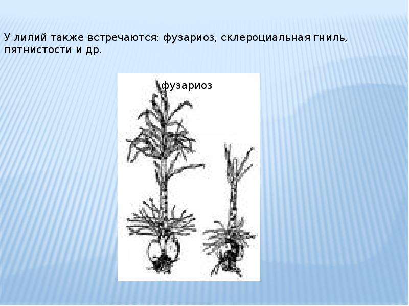 Также встречаются. Лилия склероциальная гниль.