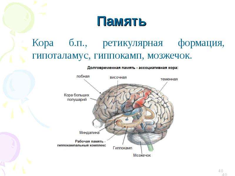 Рефлекторная деятельность головного мозга. Ретикулярная формация и гиппокамп. Гипоталамус и ретикулярная формация. Гиппокамп гипоталамус ретикулярная формация. Условно-рефлекторная деятельность коры.
