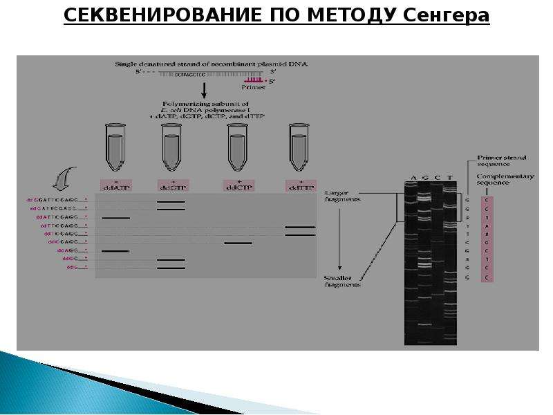 Секвенирования по сэнгеру. Секвенирование ДНК по Сэнгеру. Принцип секвенирования по Сэнгеру. Секвенирование по Сэнгеру суть метода. Метод терминаторов секвенирование.