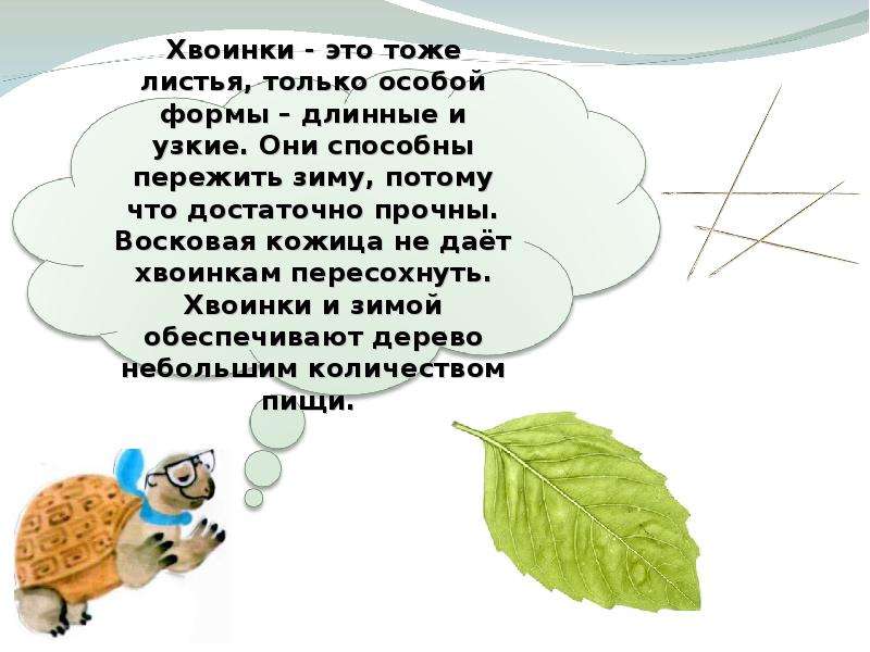 Что такое хвоинки презентация 1 класс. Хвоинки это определение для детей. Хвоинка это в биологии. Хвоинки сообщение для 1 класса. Окр мир 1 кл что такое хвоинки.