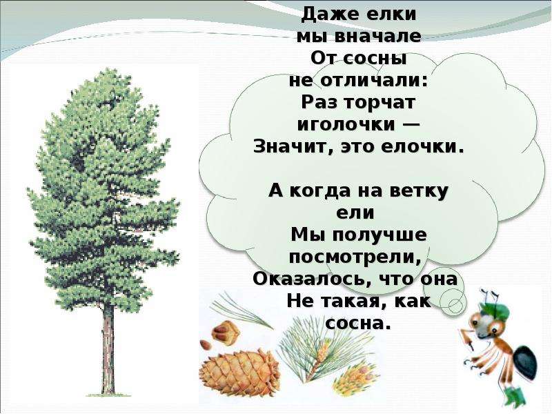 От сосны оторви иголочку. Что такое хвоинки презентация. Тест что такое хвоинки. Что такое хвоинки 2 класс окружающий мир. Даже елки мы вначале от сосны не отличали.