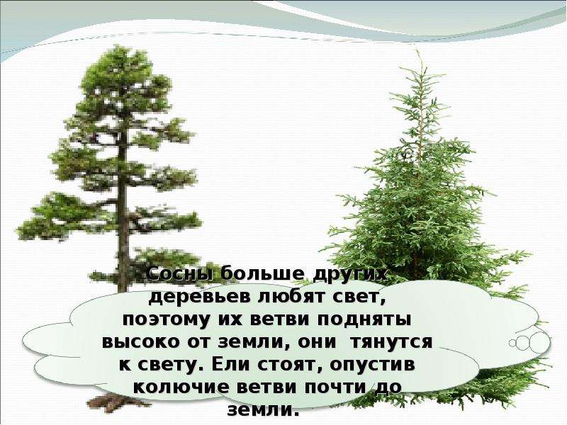 Что такое хвоинки 1 класс окружающий мир. Сосна любит свет. Свет для ели и сосны. Сосна любит свет или тень. Хвоинки ели хвоинки ударение.