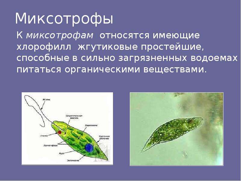 Миксотрофы. Протисты миксотрофы. Бактерии миксотрофы. Типы питания миксотрофы. Эвгленовые миксотрофы.