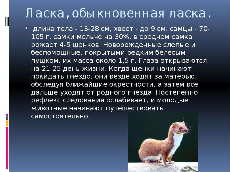 Презентация о ласке