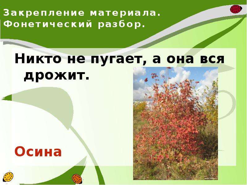 Никто не пугает а дрожит. Осина фонетический разбор. Никто ее не пугает а вся дрожит. Звуковой разбор осины. Загадка никто не пугает а вся дрожит.