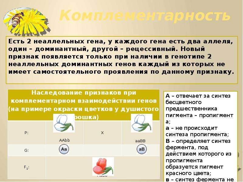 Взаимодействие неаллельных генов презентация