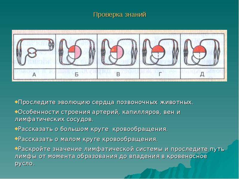 Эволюция сердца у животных