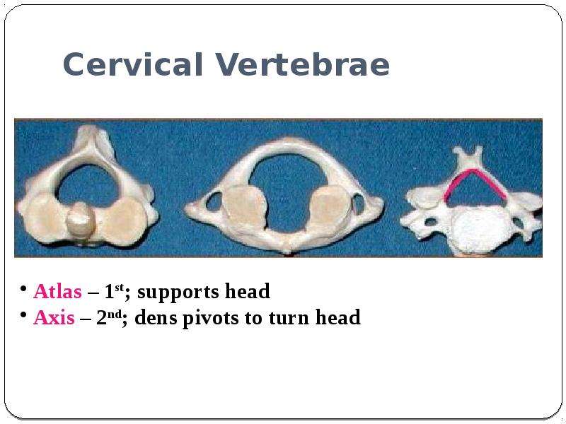 Atlas 1. Dens Axis vertebrae. Atlas dens Axis. Two Axis Pivot. 1st supporting point.