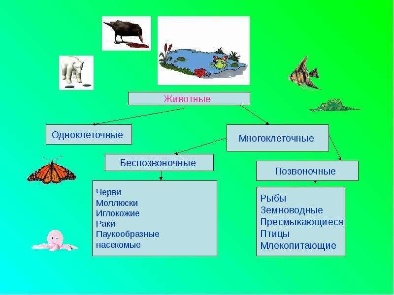 Разнообразие животных презентация 3 класс окружающий мир плешаков презентация