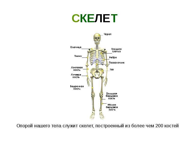 Какое строение тела. Скелет служит для. Скелет опора тела по таджикский. Ок скелет—опора организма doc. Основной материал из которого построен скелет.