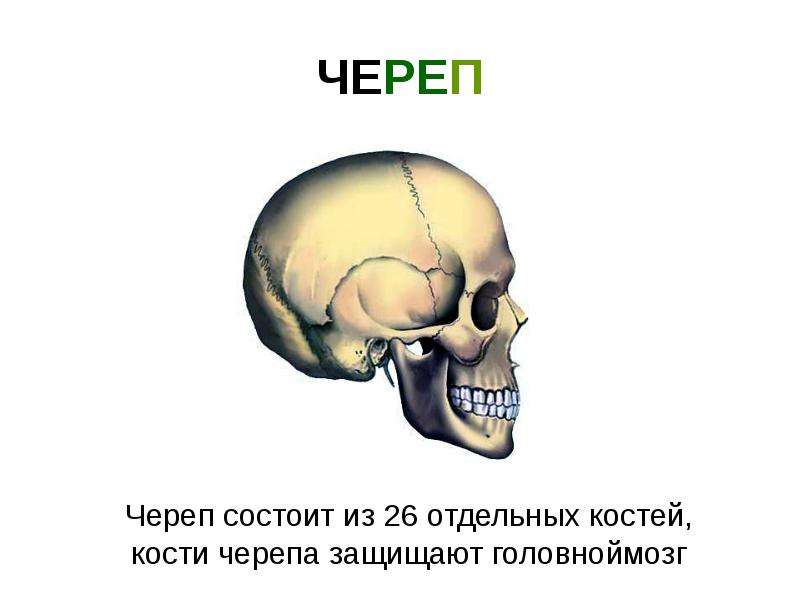 Череп состоит из. Череп состоит. Череп состоит из костей. Кости черепа защищают мозг. Кости черепа человека анатомия презентация.