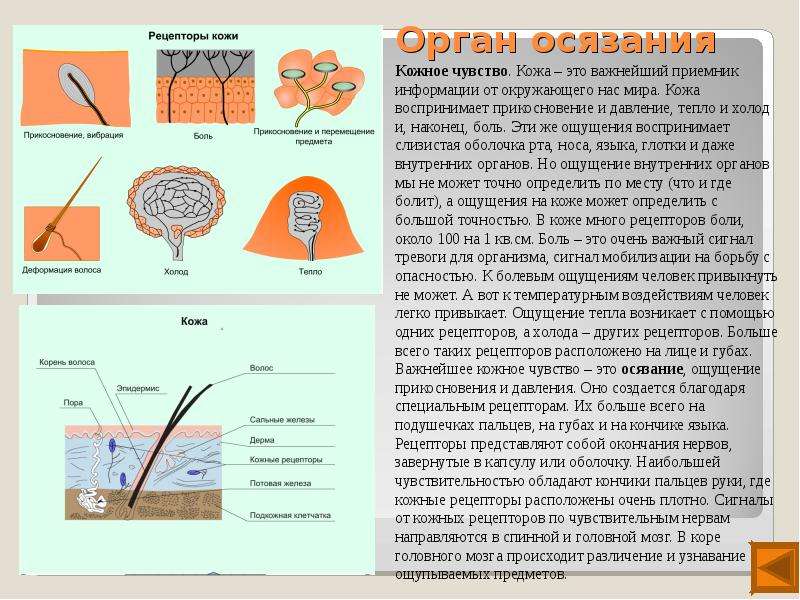 Орган осязания схема