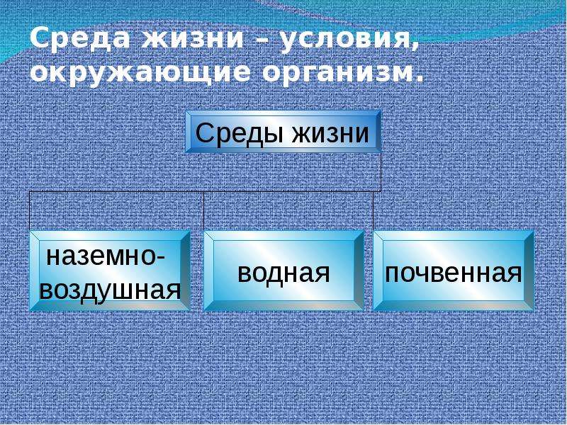 Условия среды на суше. Условия жизни организмов. Среды обитания условия окружающие организм. Среды обитания организмов презентация. Синквейн на тему среда обитания организмов.