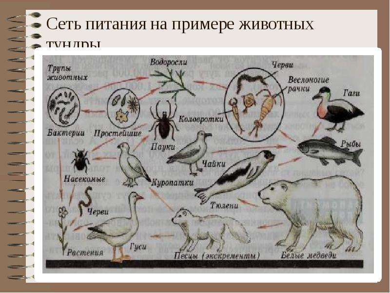 Картинка пищевая сеть