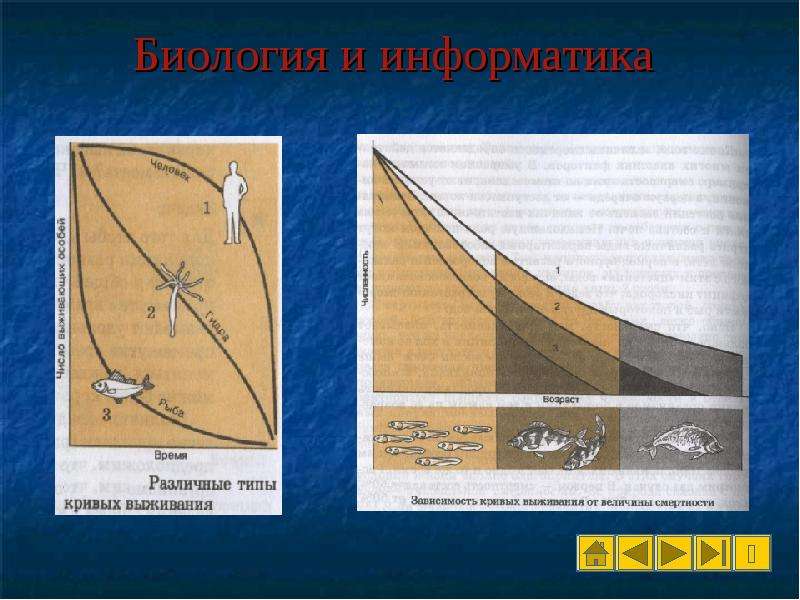 Презентация по теме динамика популяций