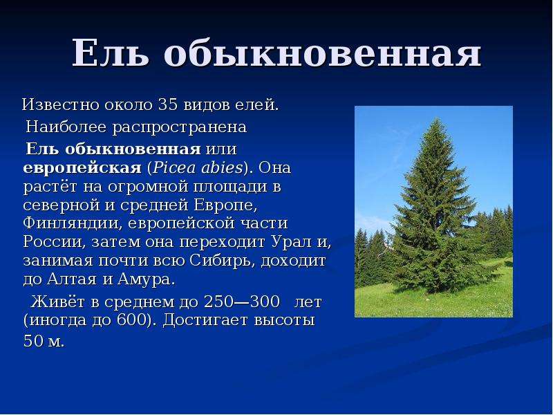 Информация о ели. Ель обыкновенная (европейская) – Picea Abies. Ель обыкновенная видовая норма. Ель обыкновенная описание. Описание ели обыкновенной.