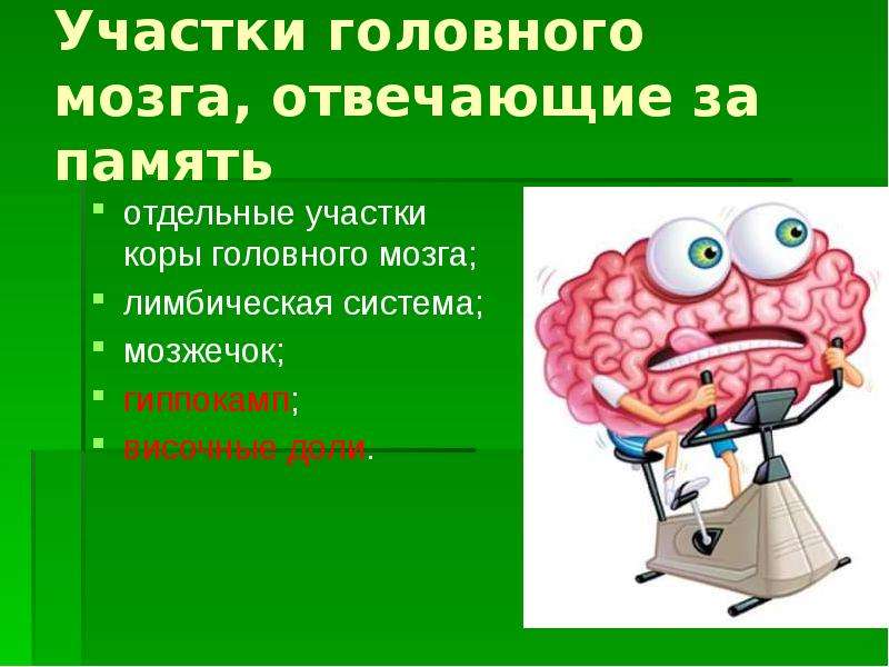 Память в каком отделе мозга. Отделы отвечающие за память. Орган отвечающий за память. Часть мозга отвечающая за память. Участок головного мозга отвечающий за память.