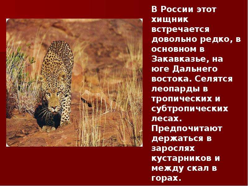 Животные занесенные в красную книгу дальнего востока. Животные дальнего Востока занесенные в красную. Животные дальнего Востока России занесенные в красную книгу. Краснокнижные животные дальнего Востока. Животные красной книги субтропиков.