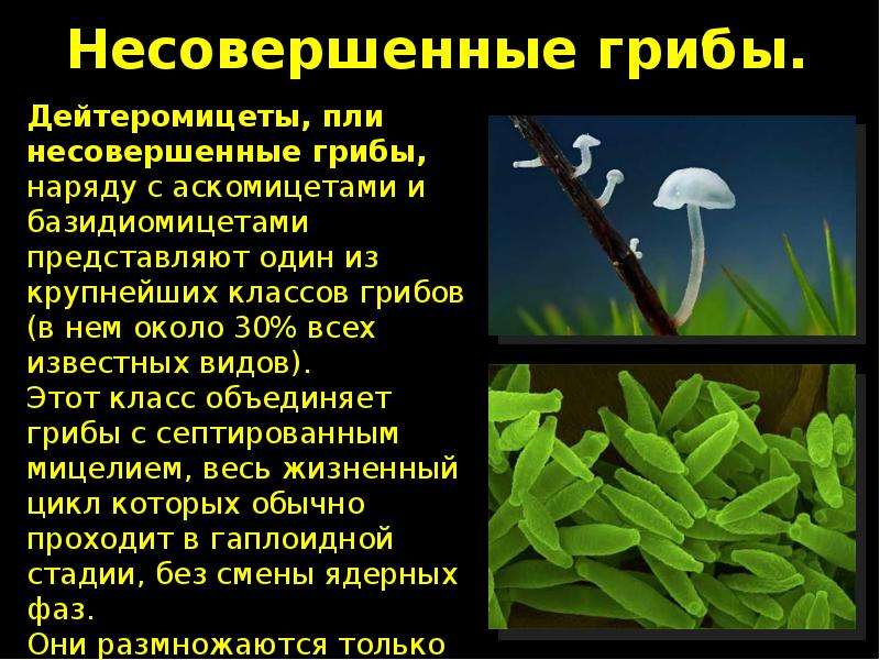 Презентация на тему протерозойская эра 9 класс по биологии