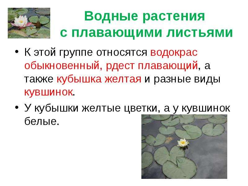 Кувшинка относится к группе. Водные растения с плавающими листьями. Группы растений по отношению к воде. Экологические группы растений по отношению к воде. Группы растений по отношению.