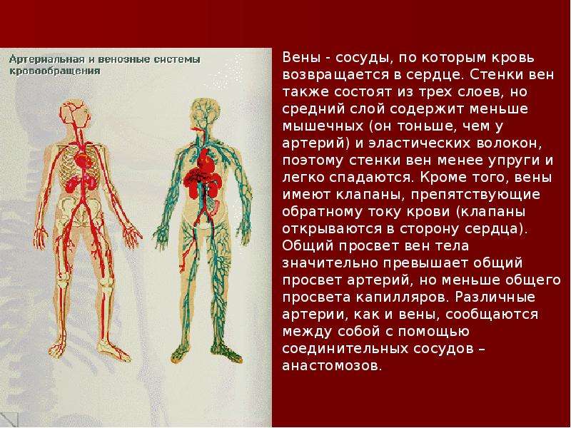 Кровеносная система , слайд №11