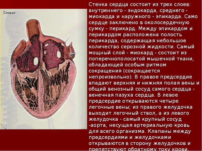 Кровеносная система , слайд №13