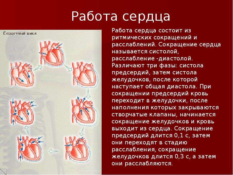 Кровеносная система , слайд №14