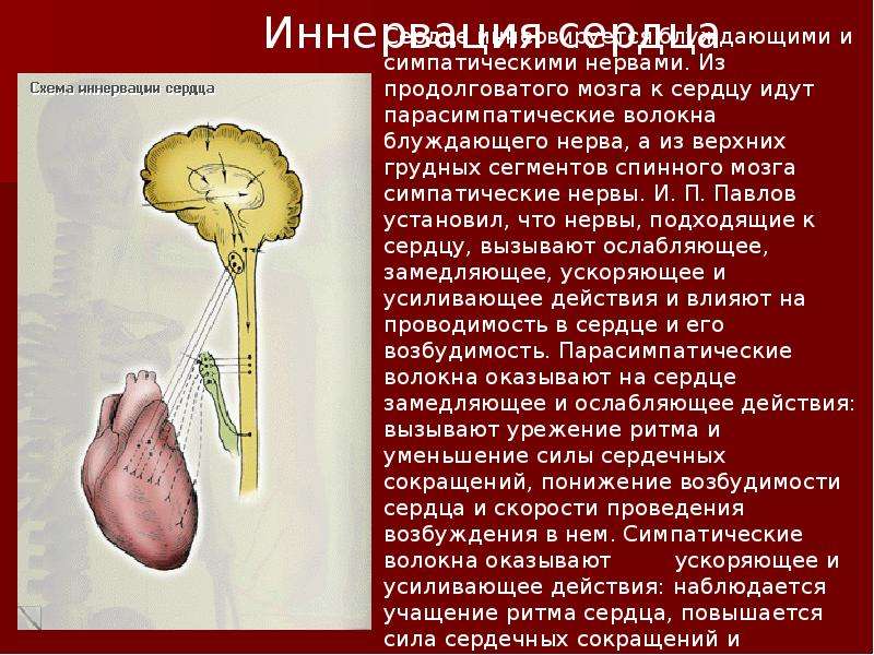 Кровеносная система , слайд №16