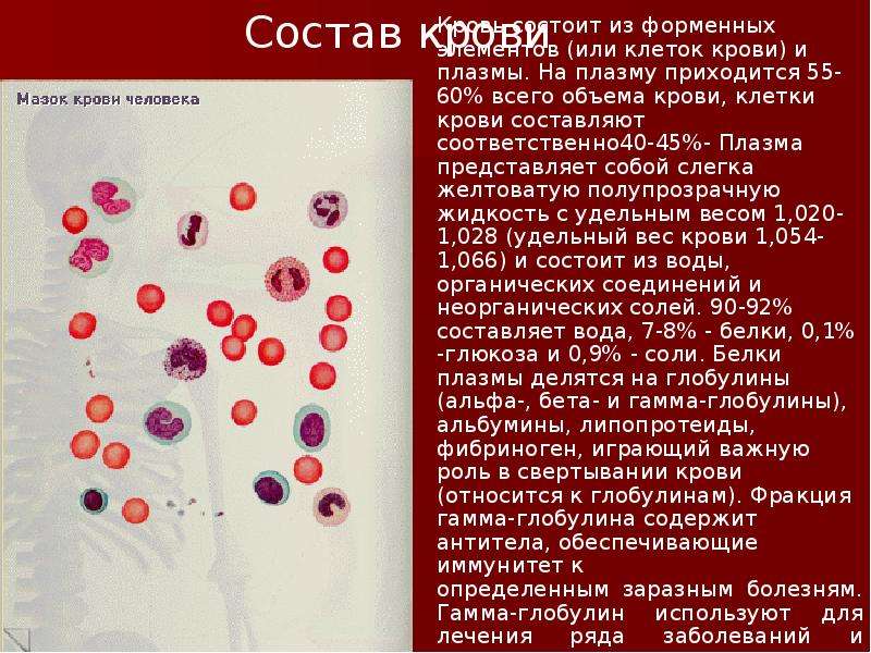 Кровеносная система , слайд №3