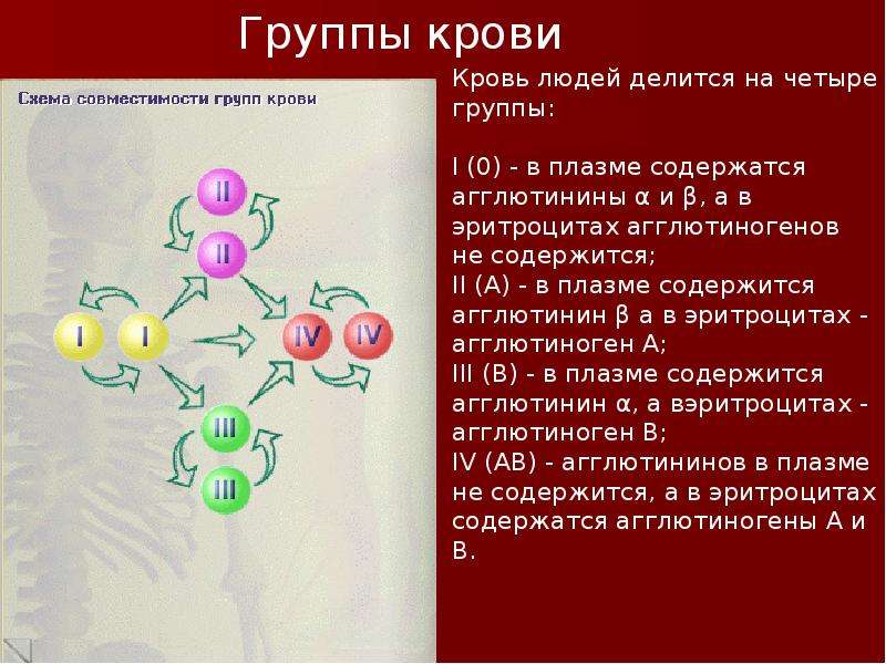 Кровеносная система , слайд №7