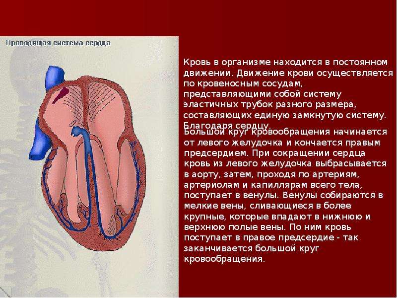 Кровеносная система , слайд №8