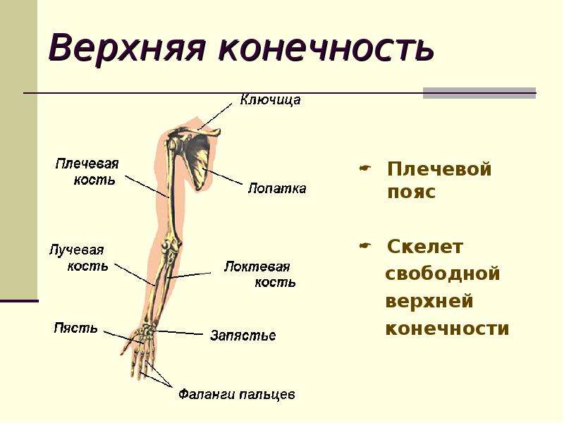 Скелет пояса свободной верхней конечности. Скелет свободной верхней конечности анатомия. Опорно двигательная система Верхние конечности. Скелет свободной верхней конечности плечевая кость. Плечевая кость свободная верхняя конечность опорно двигательная.