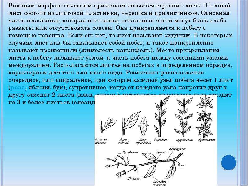 Лист 6 класс презентация. Видоизменение листа презентация. Сообщение о видоизменениях листьев растений. Презентация интересные факты о видоизменении листьев. Видоизменения прилистников.