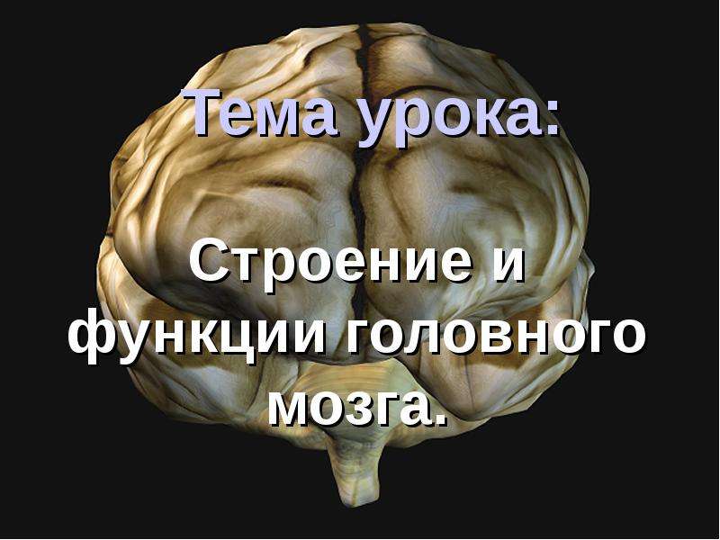 Мозг для презентации. Мозг человека для урока анатомии. Занятие по теме мозг.