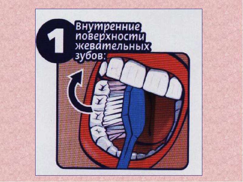 Презентация зубы 8 класс биология