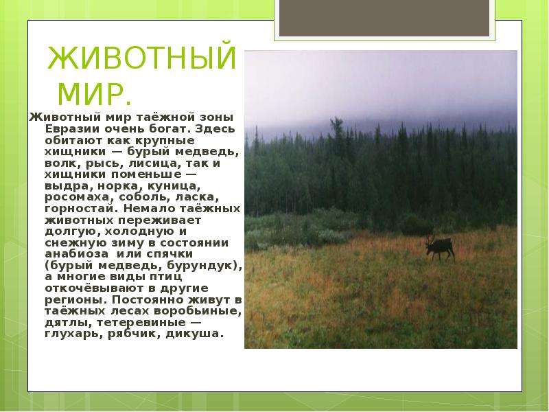 Природная зона тайга 5 класс. Природные зоны России Тайга 8 класс. Природные зоны Евразии Тайга. Природные зоны тайги и животные Евразии. Природная зона тайги 8 класс география.