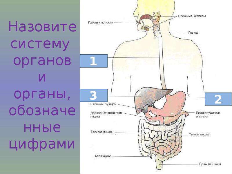 Какой орган человека обозначен на рисунке цифрой 4