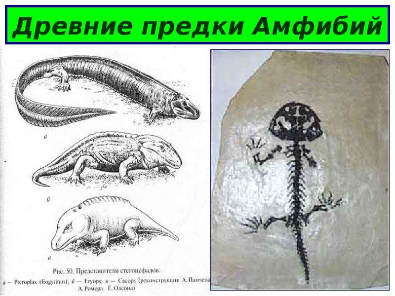 Предками древних амфибий были. Древние предки земноводных. Предки древних амфибий. Древние земноводные стегоцефалы были предками.