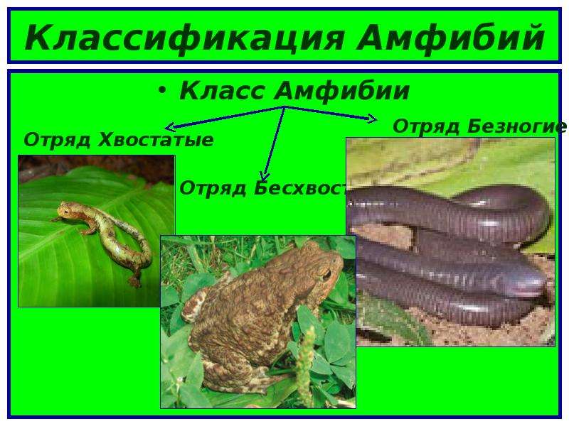 3 отряда земноводных. Отряды хвостатых, бесхвостых,безногих земноводных. Классификация отряда безногих земноводных. Отряд безногие отряд хвостатые отряд бесхвостые таблица. Отряд бесхвостые земноводных безногих.