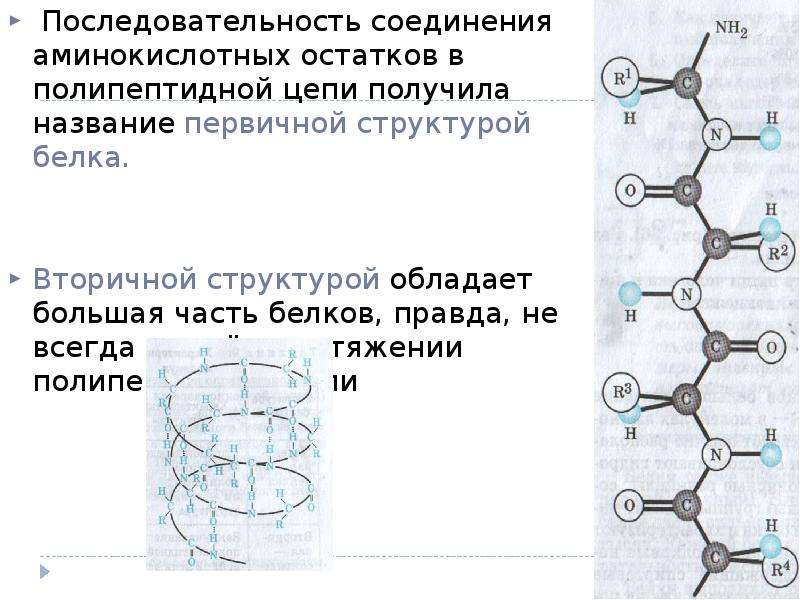 Аминокислоты в полипептидной цепи. Вторичная структура белка соединяется. Последовательность белков в полипептидной цепи. Последовательность аминокислотных остатков в полипептидной цепи. Последовательность аминокислотных остатков.