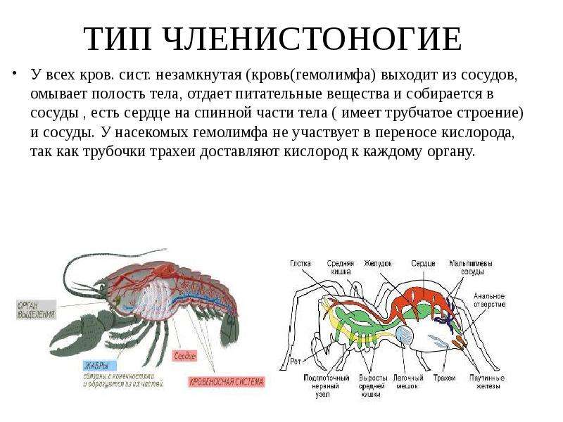 Тело членистоногих. Строение сердца членистоногих. Членистоногие гемолимфа. Гемолимфа переносит питательные вещества.. Кровь насекомых гемолимфа.