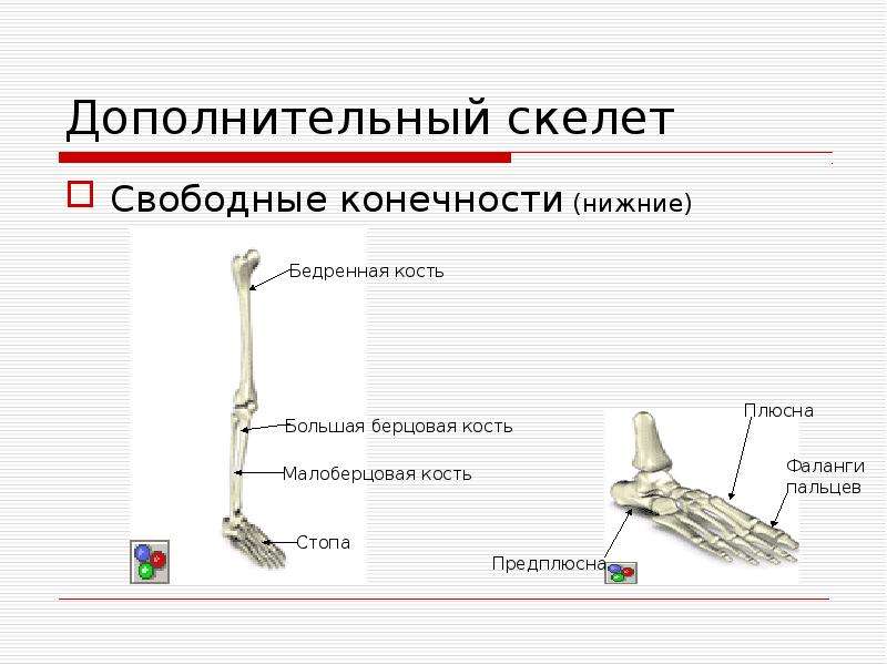 Свободная конечность. Осевой скелет и скелет конечностей. Осевой и добавочный скелет. Дополнительный скелет. Скелет свободной нижней конечности.