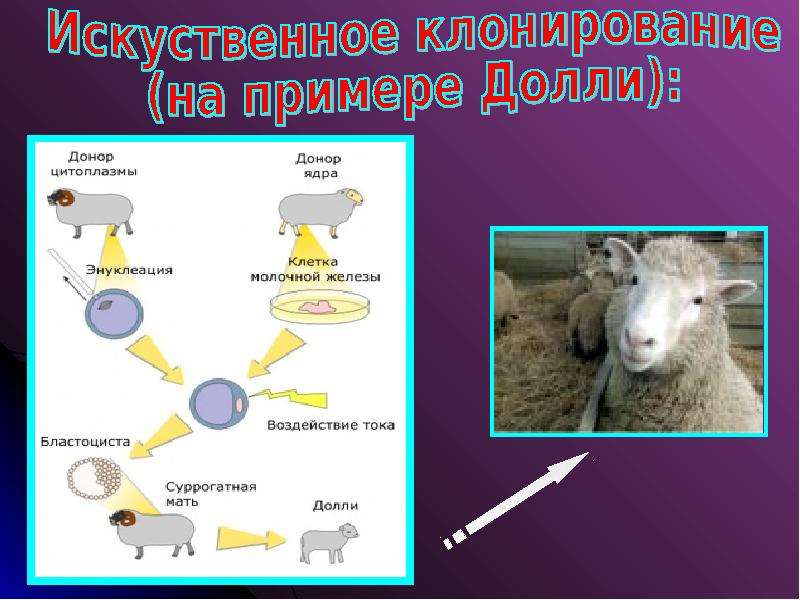 Презентация по теме клонирование животных