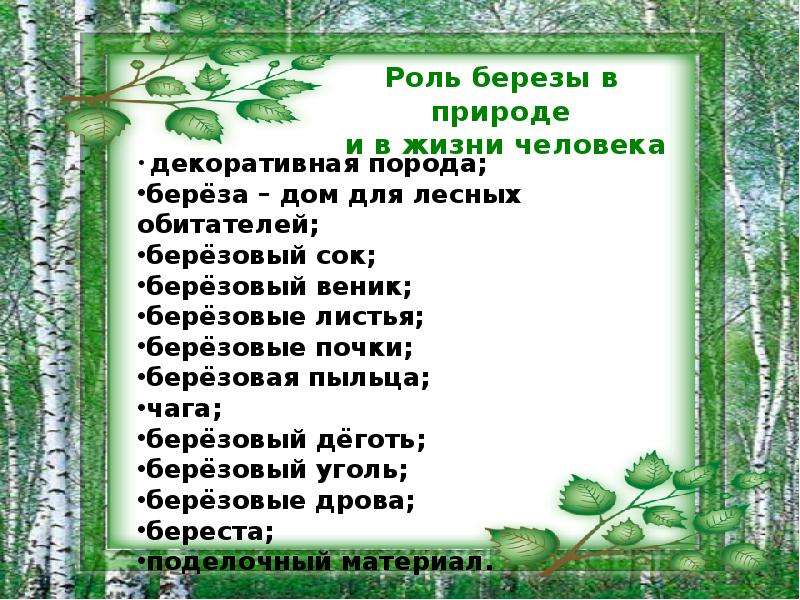 План рассказа 2 класс окружающий мир. Интересный рассказ о Березе. Интересные факты о Березе для детей. Интересные сведения о Березе. Береза роль в природе и жизни человека.