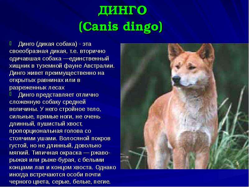 Тест по рассказу собака динго. Дикая собака Динго. Динго животное Австралии. Эндемик Австралии собаки Динго. Дикая собака Динго презентация.