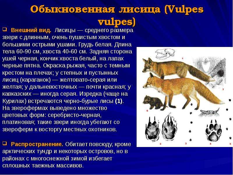 Условия обитания лисицы обыкновенной. Строение тела лисы. Строение лисы. Размер лисы обыкновенной. Строение лисицы.