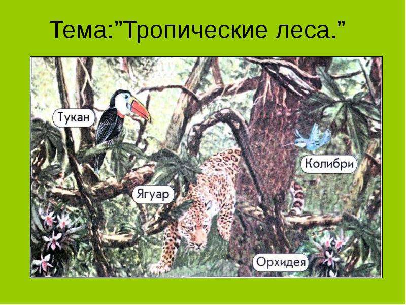 Песня в тропическом лесу купил я дачу. Животные тропического леса для детей 1 класса окружающий. Кто живет в тропическом лесу. Проект по окружающему миру 1 класс животные тропических лесов. Сообщение о тропических лесах.