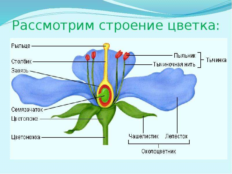 Биология 6 класс презентация органы растений